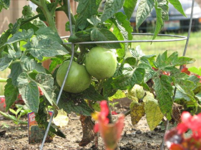 Increase access to fresh foods/end food deserts