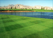 Golf Course 