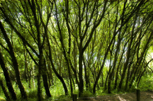 Trees on bike path near Discovery Park