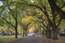 Tree lined streets
