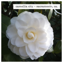 camellia city!