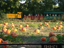 Bishop's Pumpkin Farm in Wheatland.