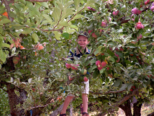 Picking apples in Apple Hill.