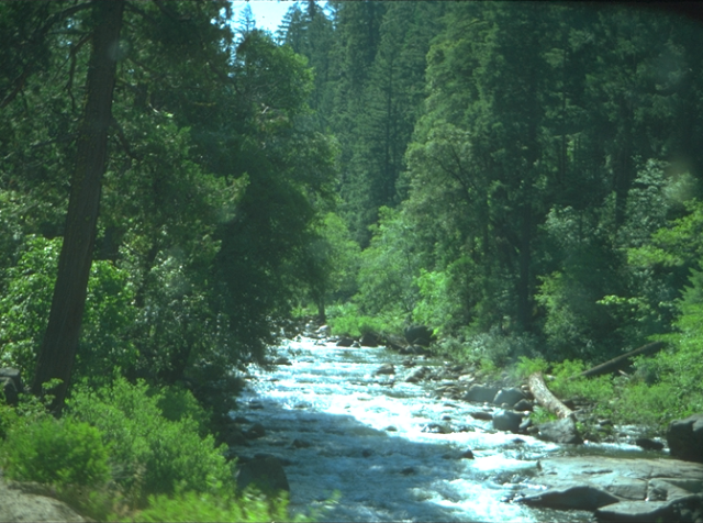 American River fishing and rafting.