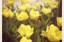 Tulips outside the US Bank Building on Capitol Mall