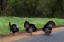 The American River Parkway is one of my favorite areas in the whole region. Right now the turkeys are out and showing off.