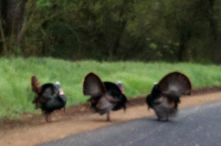 The American River Parkway is one of my favorite areas in the whole region. Right now the turkeys are out and showing off.