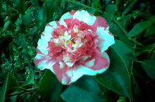 Camelias grow great in Sacramento, this one is from my yard