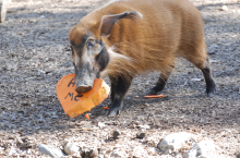 Valentine for the red piggy at the Sacramento Zoo