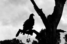 Dark