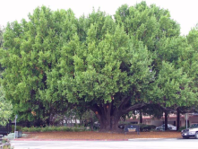 Bay Tree Park