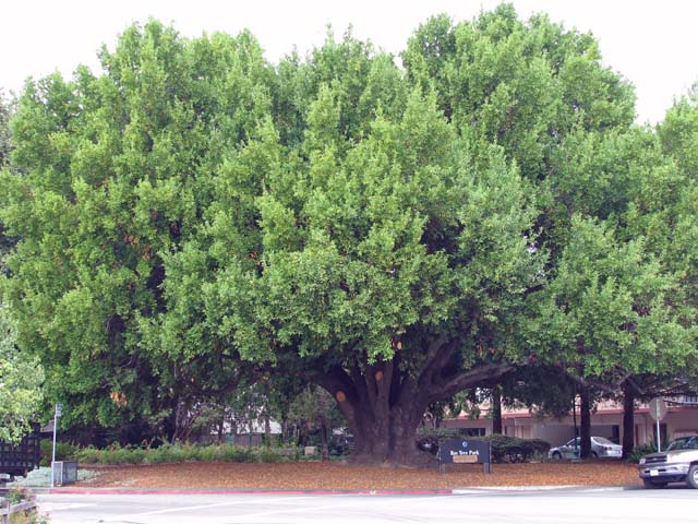 Bay Tree Park
