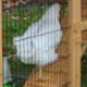 Urban Chickens
