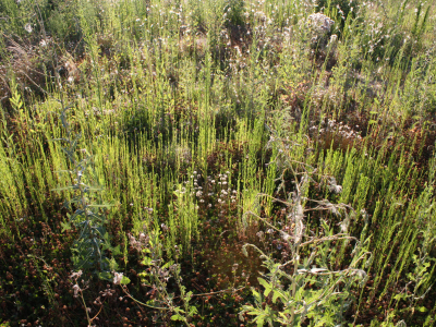 Eliminate the Urban Prairies blocking the view