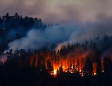 Wildfire Preparedness