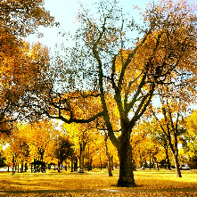 This lovely fall scene I took a picture of is @ University Park, one of the oldest, well-kept parks in GF; stunning, every season :)