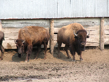 Buffalo farm just south of the Grand Forks international airport.
