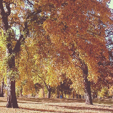 You can't go wrong on a walk along the Greenway!