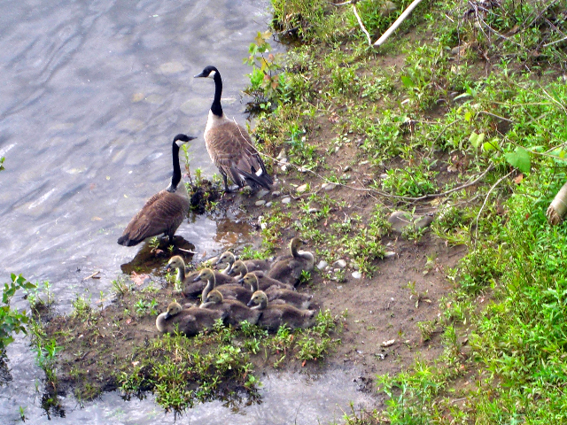 Wild Life in Port Jervis (credit Jared Kofsky)