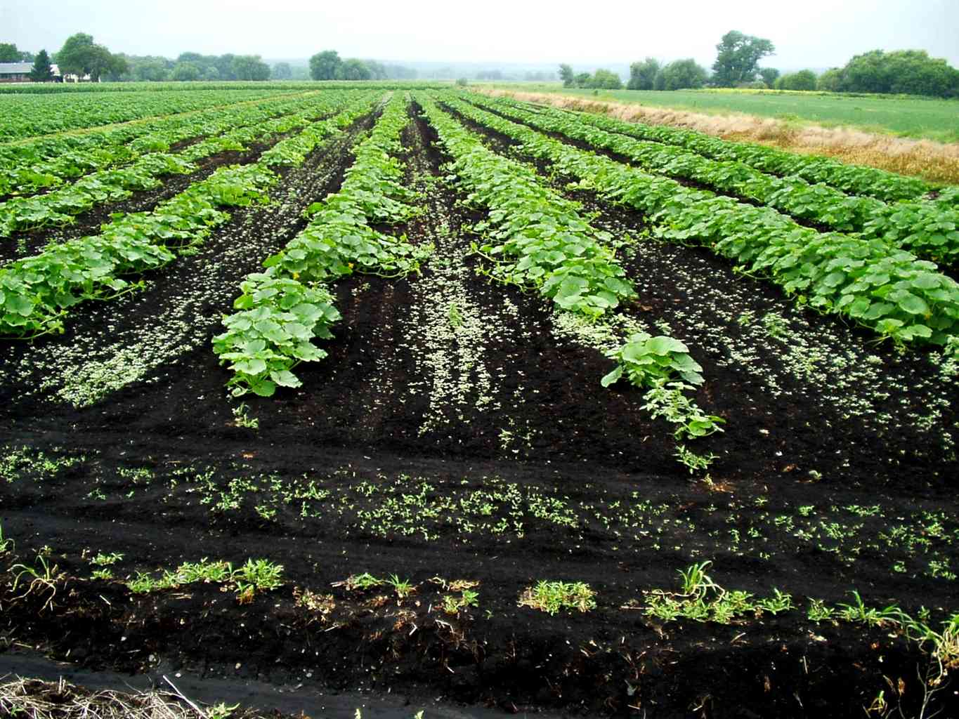 Locally Grown Food