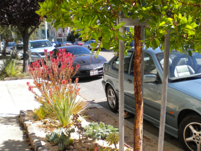 trees, trees, and more trees