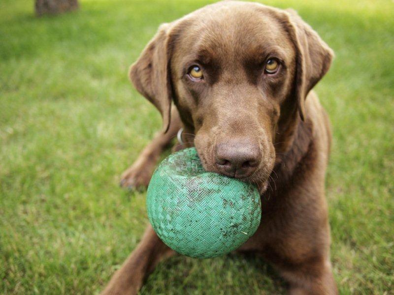 Dog Play Area Survey