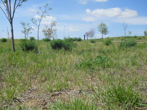 Native Grasses in Omaha Parks