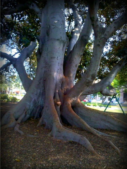 The Morton Bay Fig in Library Park