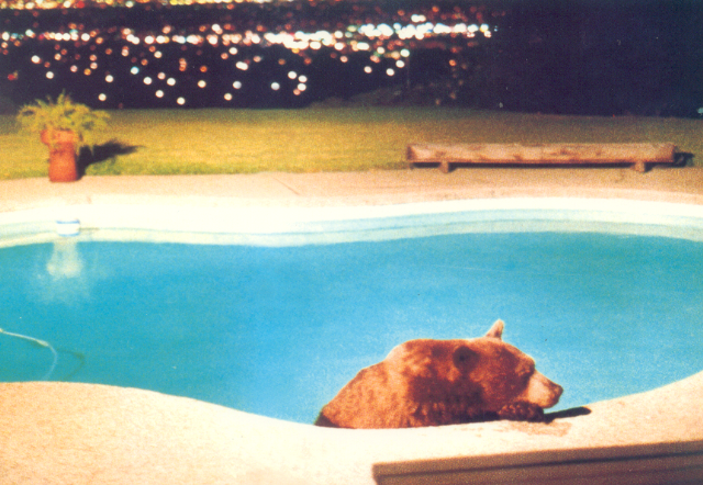 Samson the Bear