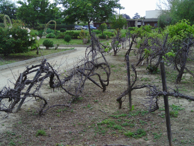 Vineyards &amp; other Historic Agriculture of LA.