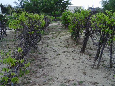 Vineyards &amp; other Historic Agriculture of LA.