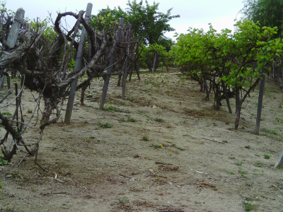Vineyards &amp; other Historic Agriculture of LA.