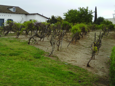 Vineyards &amp; other Historic Agriculture of LA.